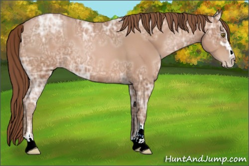 Horse Color:Bay Ice Pearl Sabino 