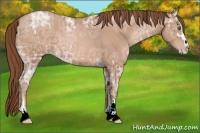 Horse Color:Bay Ice Pearl Sabino 