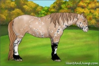 Horse Color:Chestnut Pearl Sabino