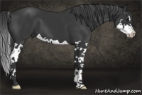 Horse Color:Black Splash 