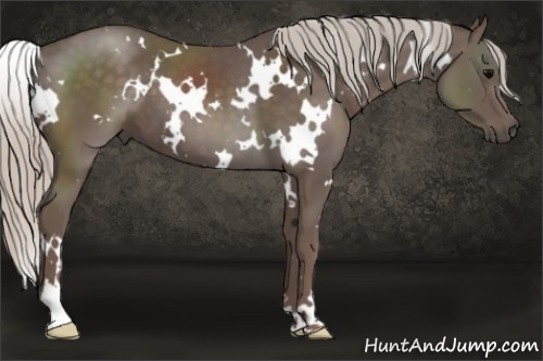 Horse Color:White Spotted Silver Black 