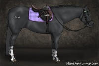 Horse Color:Black and Black