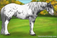 Horse Color:White Spotted Black Splash Tobiano Frame Appaloosa 