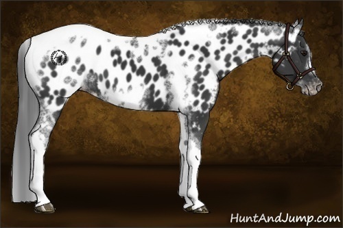Horse Color:White Spotted Black Splash Tobiano Frame Appaloosa 