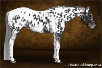 Horse Color:White Spotted Black Splash Tobiano Frame Appaloosa