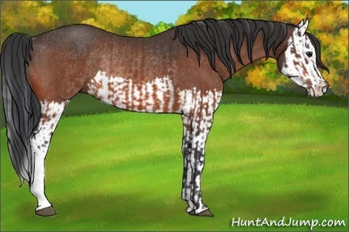 Horse Color:Bay Rabicano  and Bay Splash Rabicano 