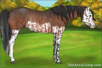 Horse Color:Bay Rabicano  and Bay Splash Rabicano 