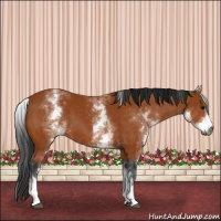 Horse Color:Gray White Spotted Bay