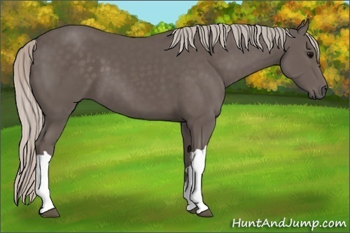 Horse Color:Silver Black 