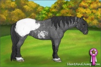Horse Color:Blue Roan Appaloosa