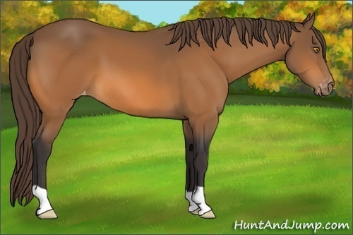Horse Color:Buckskin Varnish