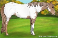 Horse Color:Chestnut Appaloosa