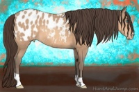 Horse Color:Amber Champagne Appaloosa