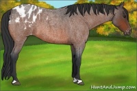 Horse Color:Bay Roan Appaloosa 