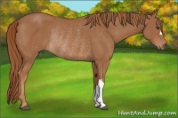 Horse Color:Chestnut Rabicano 