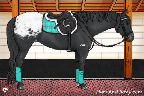 Horse Color:Black Snowcap