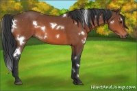 Horse Color:White Spotted Bay 