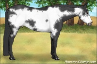 Horse Color:Black Frame