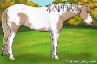 Horse Color:Red Dun Tobiano Frame Rabicano 