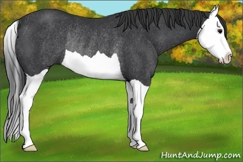 Horse Color:Black Splash Rabicano 