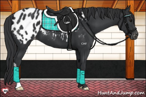 Horse Color:Black Appaloosa 