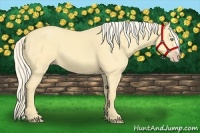Horse Color:Gold Cream Champagne Dun