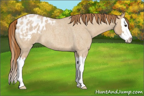 Horse Color:Red Dun Roan Splash Appaloosa 