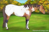 Horse Color:Nacre Buckskin Appaloosa 