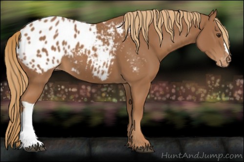 Horse Color:Chestnut Appaloosa 