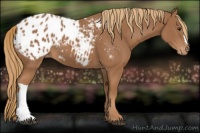 Horse Color:Chestnut Appaloosa 
