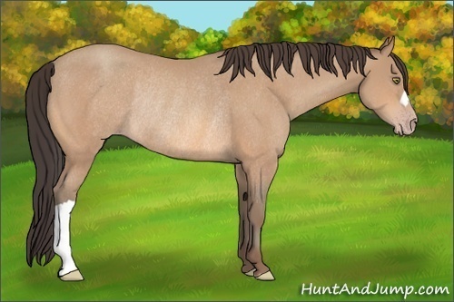 Horse Color:Amber Champagne Rabicano