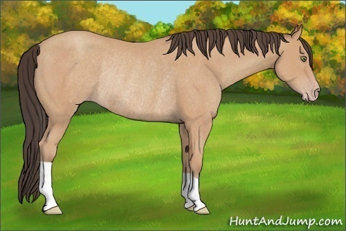 Horse Color:Amber Champagne Rabicano 