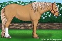 Horse Color:Palomino 