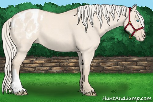 Horse Color:Cremello Dun Varnish 