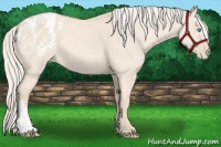 Horse Color:Cremello Dun Appaloosa 