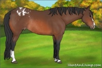 Horse Color:Brown Sabino Appaloosa Rabicano