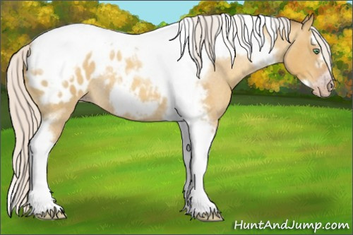 Horse Color:Gray Silver Amber Cream Champagne Roan Dun Splash Tobiano Frame Appaloosa Rabicano 