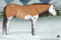 Horse Color:Buckskin Splash Rabicano 