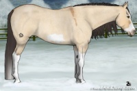 Horse Color:Buckskin Roan Dun Splash Frame Rabicano