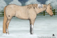 Horse Color:Red Dun Roan Tobiano 
