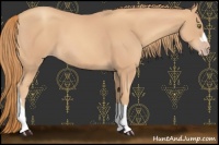 Horse Color:Gold Champagne 