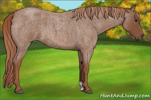 Horse Color:Red Roan 