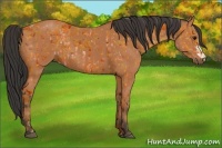 Horse Color:Bay and Bay