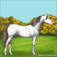 Horse Color:Smoky Grullo Roan Appaloosa 