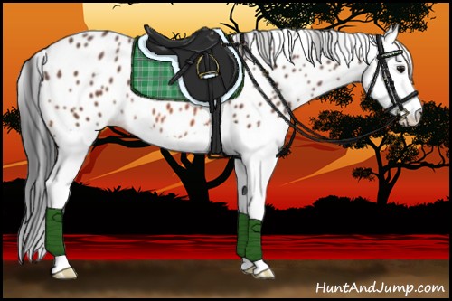 Horse Color:Bay Splash Appaloosa 