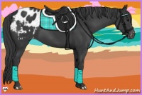 Horse Color:Black Appaloosa