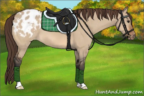 Horse Color:Bay Dun Appaloosa 