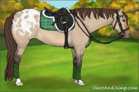 Horse Color:Bay Dun Appaloosa 