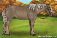 Horse Color:Chocolate Palomino 