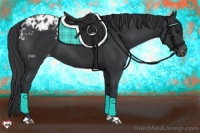 Horse Color:Black Appaloosa 